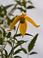 Clematis tangutica Lambton Park IMG_7172 Powojnik